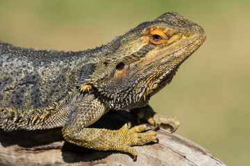 Central Bearded Dragon basking on a log