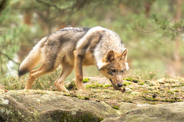 Lone wolf running in autumn forest Czech Republic