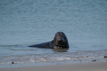 One Grey Seal, swimming in the sea with head above water. On the beach inside sea waves