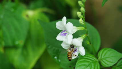 Honey Bee seeking nectar on white Chinese violet or coromandel or creeping foxglove ( Asystasia gangetica ) blossom in field with natural green background, Thailand