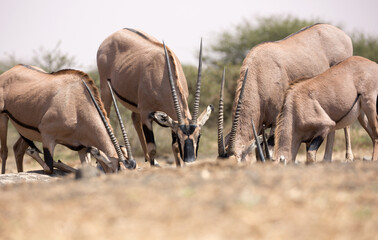 The fringe-eared oryx (Oryx beisa callotis) is a subspecies of the East African Oryx.  At a...