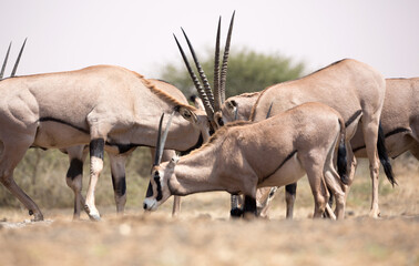 The fringe-eared oryx (Oryx beisa callotis) is a subspecies of the East African Oryx.  At a waterhole in Kenya.