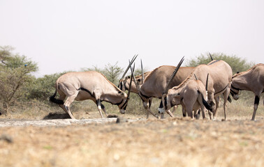 Fototapeta premium The fringe-eared oryx (Oryx beisa callotis) is a subspecies of the East African Oryx. At a waterhole in Kenya.