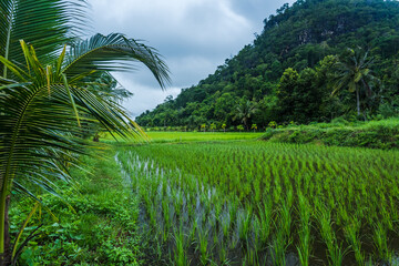 Fototapeta na wymiar Paddy Rice Field Plantation in rainy season Landscape