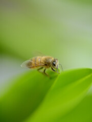 bee on a green leaf