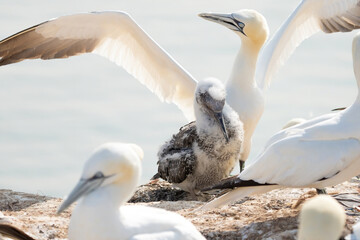 Fresh close-up of young northern gannet standing in front of large adult with wings spread. Island Helgoland, Germany