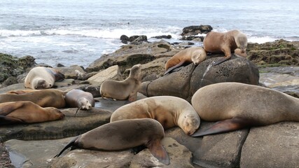 Sea lions on the rock in La Jolla. Wild eared seals resting near pacific ocean on stones. Funny lazy wildlife animal sleeping. Protected marine mammal in natural habitat, San Diego, California, USA