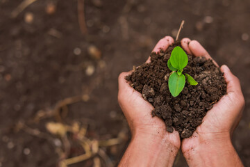 Farmer hand holding young plant with soil