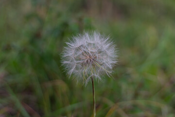 Puffball of  Dandelion Flower On Light Green Color Background