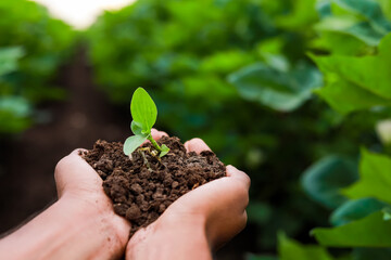 Farmer hand holding young plant with soil