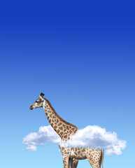 Vertical banner with giraffe above clouds
