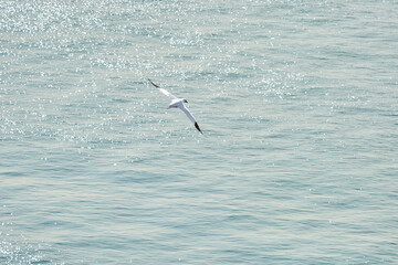 A single white and yellow gannet flies above the sea where the sun shines
