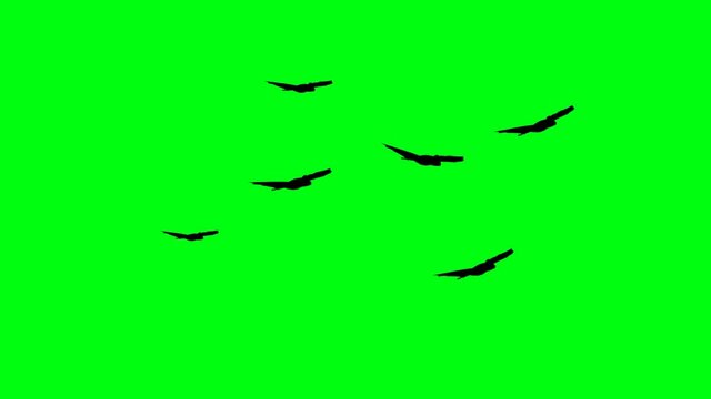 silhouettes of flitter-mouse flying on green screen chroma key, halloween elements