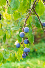 A branch of thorn with berries. Plum berries on a branch. Bunch of grapes. Ripe berries.