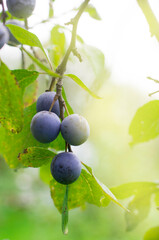 A branch of thorn with berries. Plum berries on a branch. Bunch of grapes. Ripe berries.