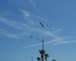 A bird flies in the blue skies above a lamp post