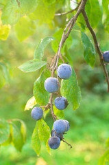 A branch of thorn with berries. Plum berries on a branch. Bunch of grapes. Ripe berries.