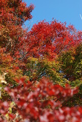紅葉と青空