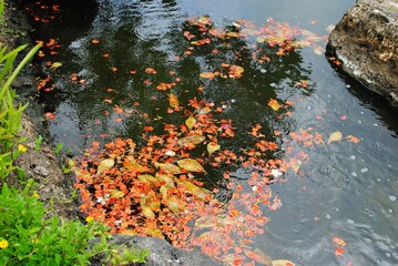 Close up of brilliant red flame tree flowers floating in a garden pond