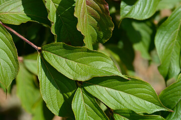 Old-fashioned weigela