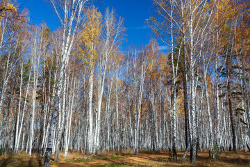 birches and pines in a mixed forest on a sunny autumn day
