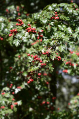 Obraz premium Common Hawthorn