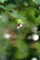 Common Snowberry