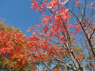 Upward shot of beautiful reds and orange colors of leaves in Autumn