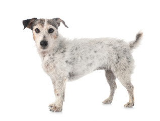 old jack russel terrier