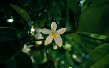 flower in the garden