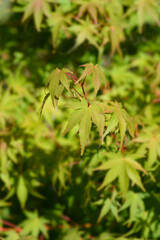 Japanese Maple