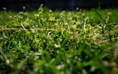 green grass in the morning