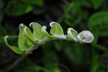 Fototapeta na wymiar Curled up fern with soft blurry background