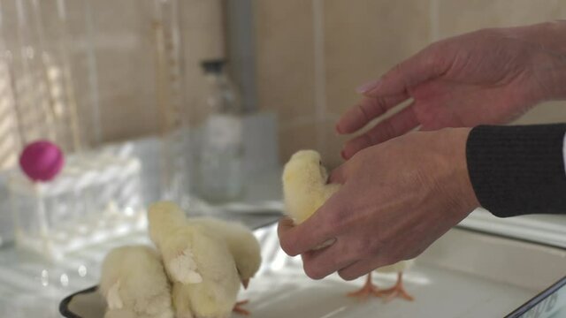 inspection of chickens in the hands of a laboratory specialist