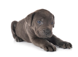 puppy cane corso