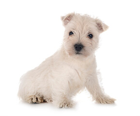 puppy West Highland White Terrier