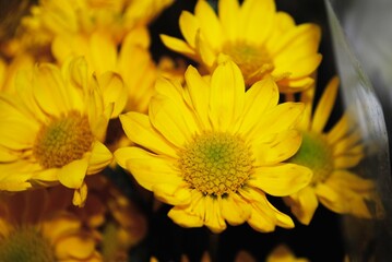 Close up of yellow chrysanthemum flowers, soft background