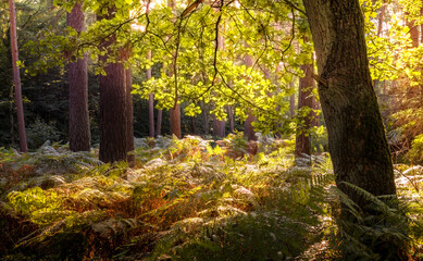 Eine Waldlandschaft mit herrlichem Sonnenschein