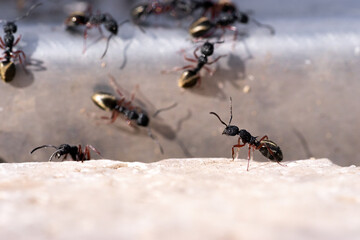 Close up macro of an ant trail transporting larvae across ground
