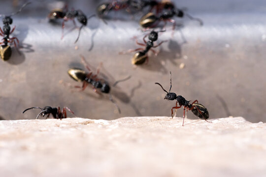 Close Up Macro Of An Ant Trail Transporting Larvae Across Ground