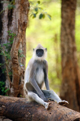 Tufted gray langur (Semnopithecus directly),also known as Madras gray langur,and Coromandel sacred langur sitting on the ground on a tree trunk. Gray langur on the ground with yellow sunny background.