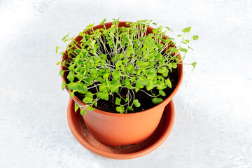 Microgreens in a simple pot, growing your own food at home concept, healthy vegan diet