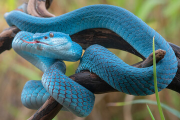 Blue Viper Snake