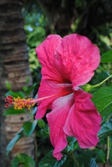 Close up, side view shot of a blooming red hibiscus or gumamela