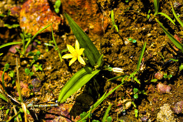 Water star grass yellow colored flowers in focus or grass leaf mud plantain