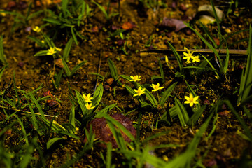 Water star grass yellow colored flowers in focus or grass leaf mud plantain