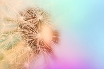 Beautiful fluffy dandelion, closeup view