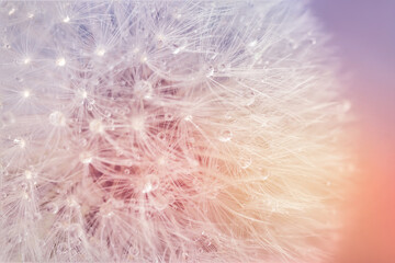 Beautiful dandelion on color background, closeup