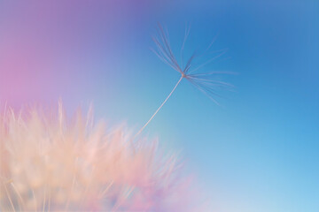 Beautiful dandelion on color background, closeup