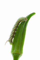 オクラを食べる青虫